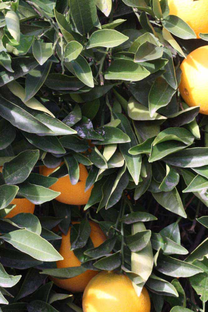            Sun leaves (Riverside, CA)   